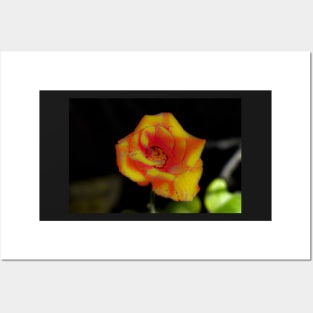 Yellow red rose blossom Posters and Art